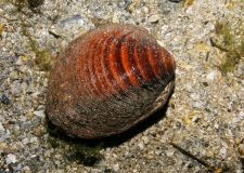 Rote Islandmuschel mit braunen Bändern und Wachstumsringen auf sandigem Untergrund