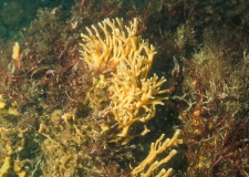 Dense macrophytes and various sponge species (Haliclona spp.)