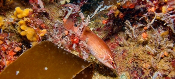 Mit verschiedenen Rot- und Braunalgen und Tieren bewachsene Steinriffe im Fehmarnbelt. Ein Klippenbarsch schlängelt sich durch die Algen.