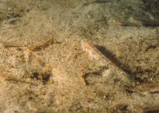  Megaripples and sand areas 