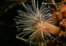 Various species of sea anemones 