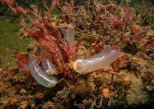 Ascidians (Ascidiacea), red algae and sea squirts (Dendrodoa grossularia)