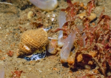 Die Gemeine Wellhornschnecke (Buccinum undatum) ist in der NSG Fehmarnbelt häufig anzutreffen.