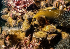 Sugar kelp (Laminaria saccharina)