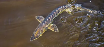 Junger Europäischer Stör (Acipenser sturio), Foto: K. Wollny-Goerke