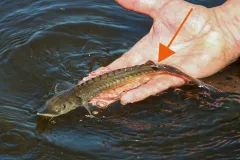 Jungstör mit Markierung – auf geht’s in ein neues Leben