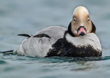 Eisenten (hier ein Erpel im Prachtkleid, Clangula hyemalis) überwintern zu Zehntausenden in der Pommschern Bucht, Foto: Stefan Pfützke, green-lens.de