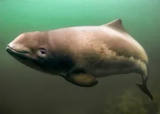 The Kadet Trench is an important migration corridor for harbour porpoises (Phocoena phocoena). 