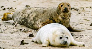 Grey seal (Halichoerus grypus) with pup on Heligoland