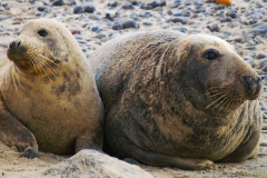 Kegelrobben: Weibchen (links) und Bulle (rechts)