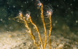 Köpfchenpolyp (Tubularia larynx) am Sylter Außenriff. Foto: Hübner/Krause (BfN)