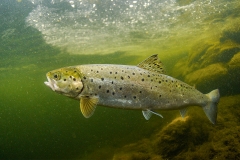 Meerforellen (Salmo trutta) gehören zu den Wanderfischen, die im Süßwasser laichen, Foto: Sven Gust