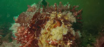 Macroalgae 