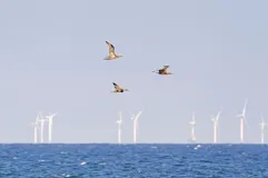 Junge Basstölpel (Morus bassanus) umfliegen einen Offshore-Windpark in der Nordsee