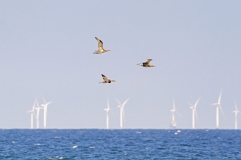 Junge Basstölpel (Morus bassanus) umfliegen einen Offshore-Windpark in der Nordsee