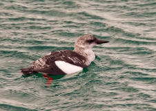 Die Gryllteiste (Cepphus gryllus) gehört zu den Alkenvögeln und ist durch ihre markanten roten Füße gut zu identifizieren, Foto: Sven-Erik Arndt