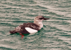 Black guillemot (Cepphus grylle)