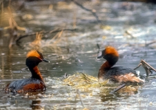 Markant sind die im Prachtkleid goldgelb aufgerichtet Ohrbüschel der Ohrentaucher (Podiceps auritus), Foto: Hans-Georg Arndt