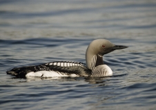 Black-throated diver (Gavia arctica)