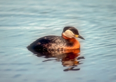 Red-necked grebes (Podiceps grisegena) 