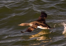 Red-throated diver (Gavia stellata)