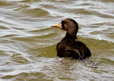 Trauerenten (Melanitta nigra) ernähren sich in den Überwinterungsgebieten überwiegend von marinen Muscheln, die sie bis in eine Wassertiefe von 20 m erbeuten, Foto: Stefan Pfützke (green-lens.de)