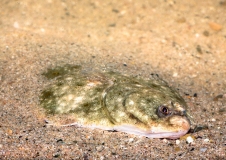 Flunder (Platichthys flesus) und Scholle sind charakteristische Arten der Oderbank, Foto: Minden Picture / juniors@wildlife