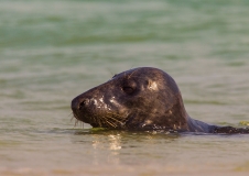 Kegelrobben (Halichoerus grypus) sind inzwischen vermehrt in den Küstengewässern Vorpommerns zu beobachten. Für sie ist die Oderbank ein wichtiges Migrations- und Nahrungshabitat, Foto: Sven-Erik Arndt