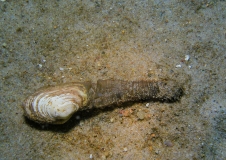 Sand gapers (Mya arenaria) are widely distributed on Odra Bank.