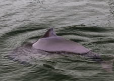  Harbour porpoise 