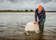 Releasing young Baltic sturgeons into the Odra