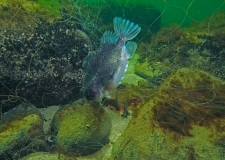 A lumpfish (Cyclopterus lumpus) caught in a gillnet. 