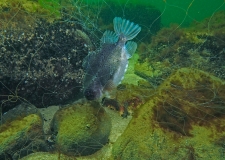 Ein im Stellnetz gefangener Seehase (Cyclopterus lumpus), Foto: Uwe Lippek