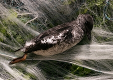 A black guillemot (Cepphus grylle) caught in a gillnet.