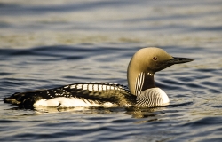 Prachttaucher (Gavia arctica)