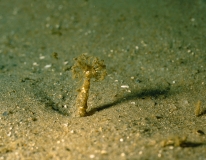 Bäumchenröhrenwurm (Lanice chonchilega), Foto Hübner, Krause (BfN)