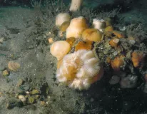 Riffbereiche können durch Sand- und Kiesabbau geschädigt werden