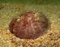 Purpur-Seeigel oder Violette Herzigel (Spatangus purpureus)