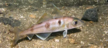 Neben den Arten des Anhangs II der FFH-RL, die als Schutzgüter in den jeweiligen Naturschutzgebieten von Bedeutung sind, kommen hier auch eine Vielzahl weiterer gefährdeter Arten vor, wie z. B. der Schellfisch (Melanogrammus aeglefinus). Foto: Sven Gust