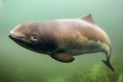 Schweinswal (Phocoena phocoena) Foto: Juniors Wildlife/Peter Verhoog