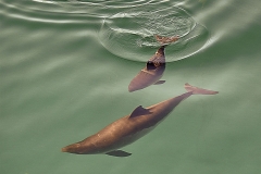 Schweinswale (Phocoena phocoena), hier mit Jungtier, können durch die massiven Schalleinträge bei seismischen Untersuchungen vertrieben werden, gerade für Jung- und Muttertier bedeutet das den Verlust wichtiger Ruhe- und Nahrungszeiten