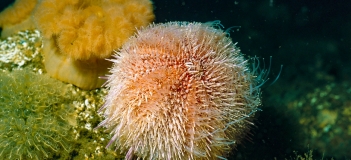 Dicht mit Seenelken (Metridium dianthus (vormals M. senile) und Seescheiden (Ascidiacea) bewachsenes Riffareal im Sylter Außenriff, hier mit Essbarer Seeigel (Echinus esculentus). Foto: Hübner/Krause (BfN)