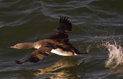 Sterntaucher (Gavia stellata) fliegend auf Wasseroberfläche, Foto: Mathias Putze