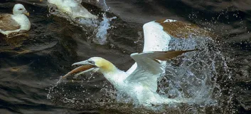Northern gannet landing on the water with fish in its mouth and fulmar swimming