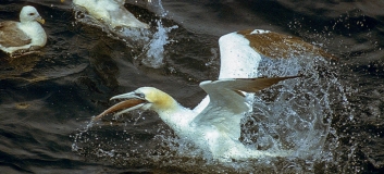 Basstölpel (Morus bassanus) und Eissturmvogel (Fulmarus glacialis) bei der Jagd in einem Fischschwarm