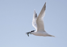 Brandseeschwalben (Sterna sandvicensis) - wie auch Fluss- oder Küstenseeschwalben - erbeuten kleine Fische stoßtauchend aus der Luft