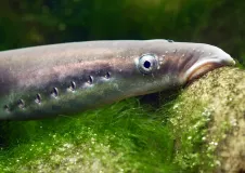 A river lamprey grazes an overgrown rock on the seabed. Caption: River lamprey in Sylt's outer reef