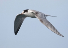 Die Flussseeschwalben (Sterna hirundo) gehören wie alle Seeschwalbenarten zu den im Anhang I der VRL besonders geschützten Vogelarten