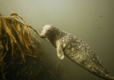 Tauchende Kegelrobbe (Halichoerus grypus)