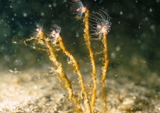 Die fragilen Bodenlebensgemeinschaften, hier mit einem  Köpfchenpolyp (Tubularia larynx), reagieren sehr empfindlich auf grundberührende Aktivitäten, Foto: Hübner, Krause (BfN)